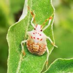 cimice-bianca-758670