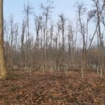 BOSCO FAGGIOLE ROBECCHETTO