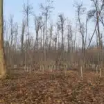 BOSCO FAGGIOLE ROBECCHETTO