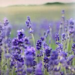 LAVANDA