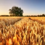 Wheat flied panorama with tree at sunset, rural countryside – Agriculture