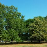alberi-1024×576