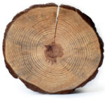 tronco legnomagugliani srl – ticinonotizie.it