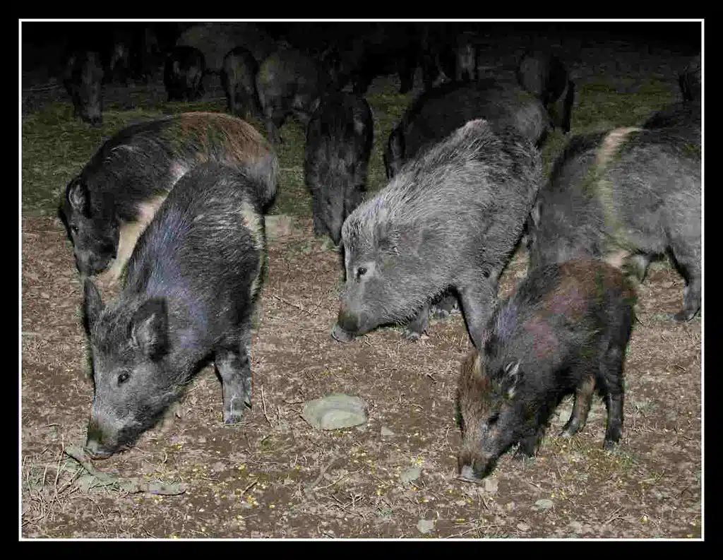 Cinghiali in Toscana (feeding on the corn from Mario)