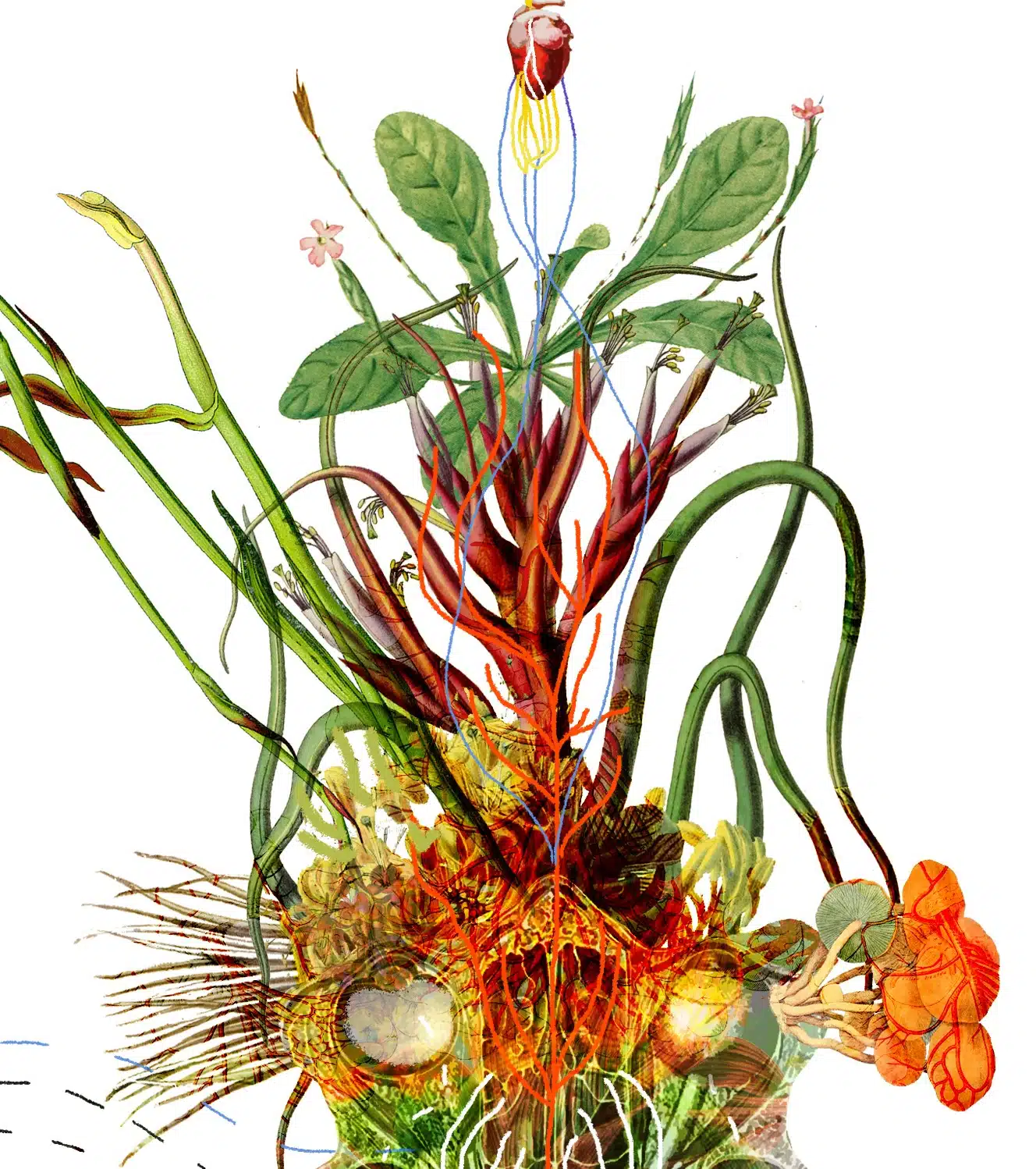 StudiAnatomiaVegetaleMetafisica_TassonomiaProssima_PaolaTassetti2024Marche (1)