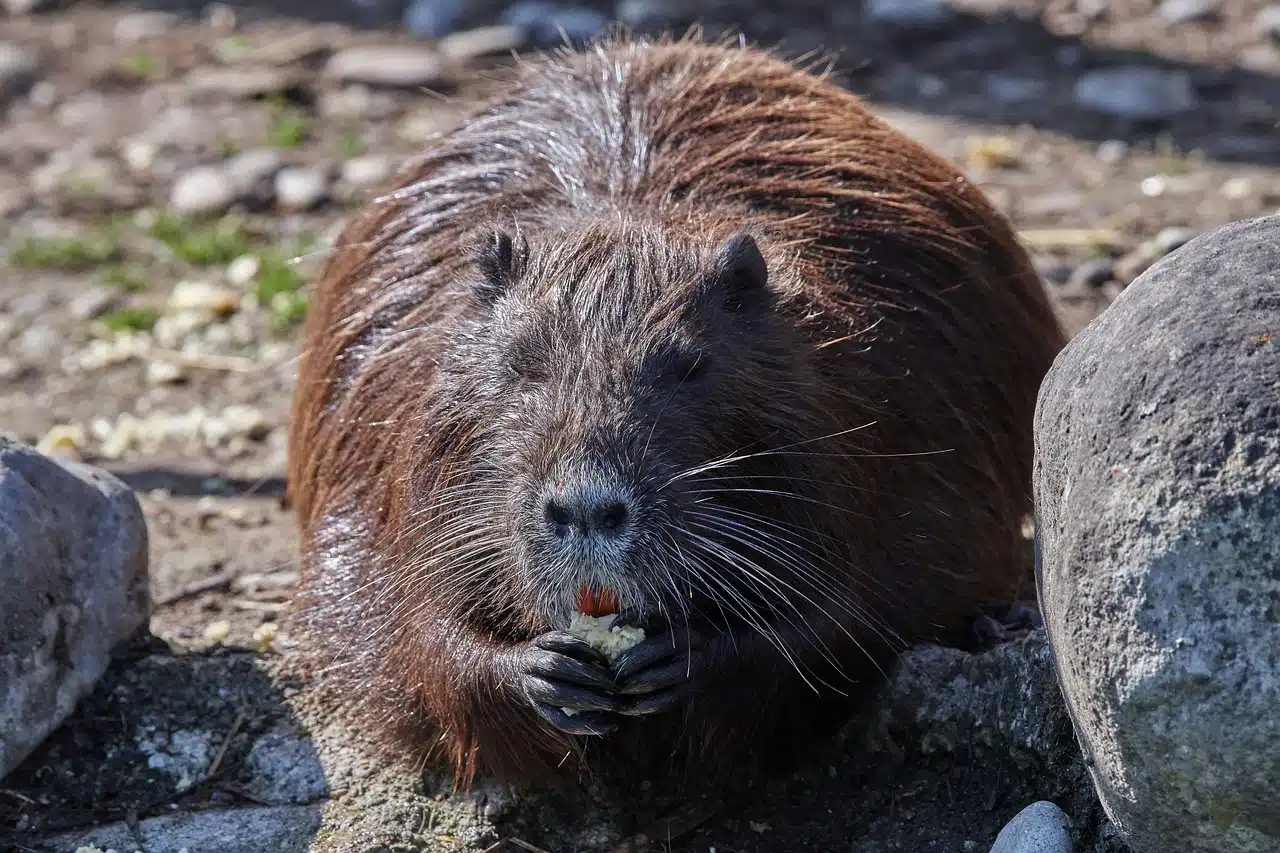 Photo by RoyBuri nutri, swamp fever, water