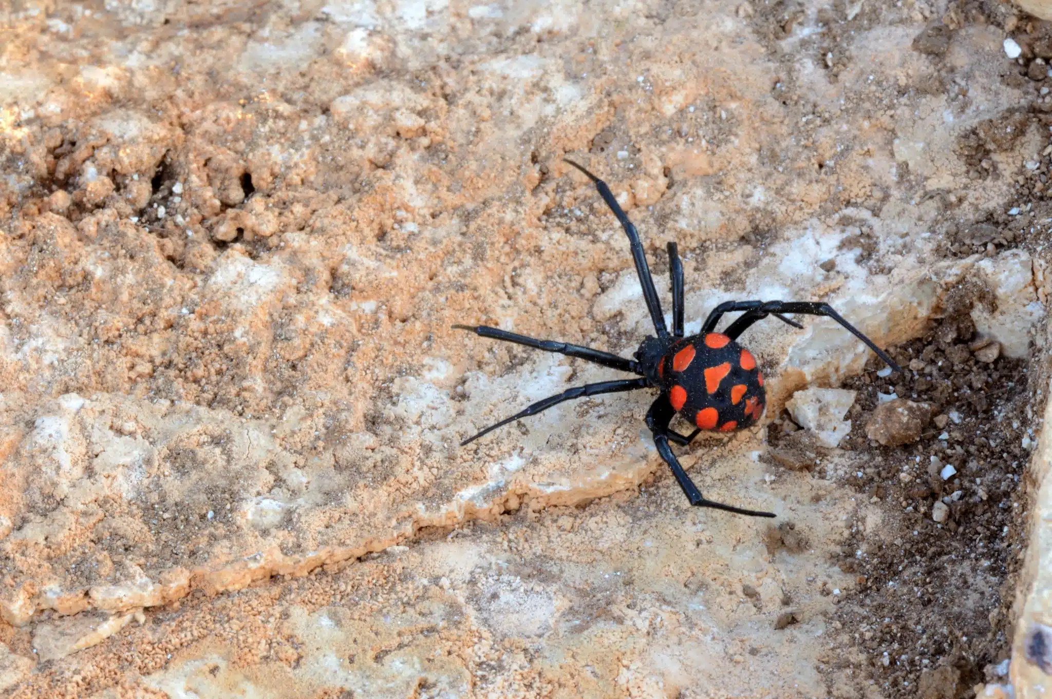 Latrodectus tredecimguttatus (malmignatta)