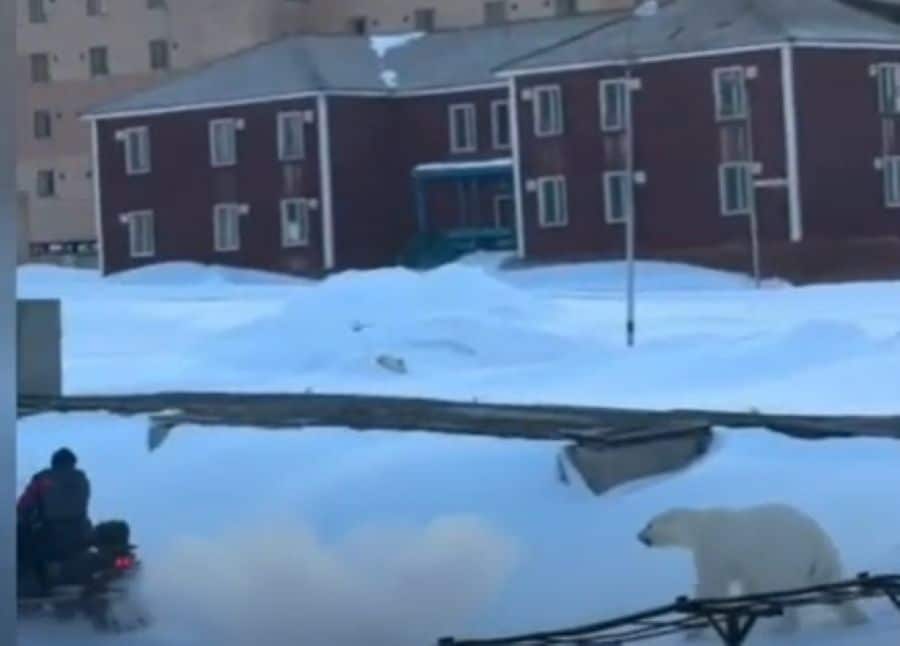 Magentini alle Svalbard a contatto con un orso polare che insegue la guardia