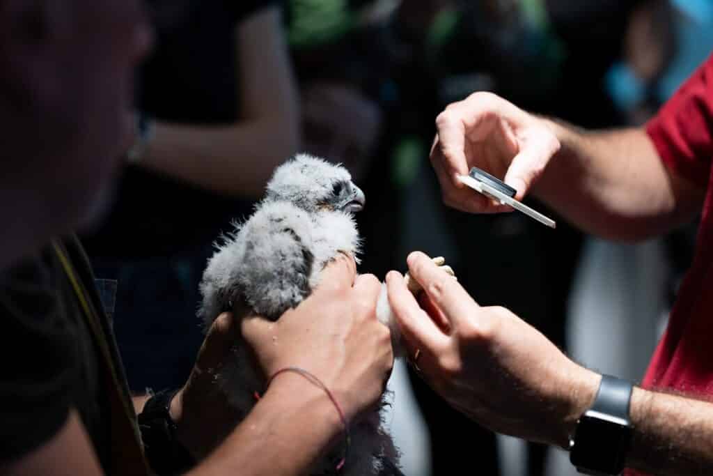 Due maschi e una femmina i tre pulli nati in cima al Pirellone