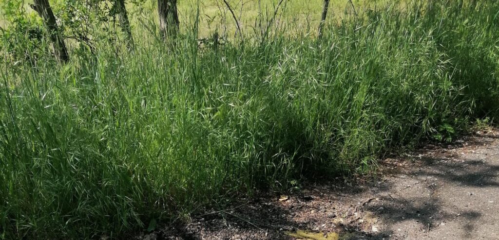 Pista ciclabile da Arluno a Boffalora Sopra Ticino: un lettore ci scrive e denuncia