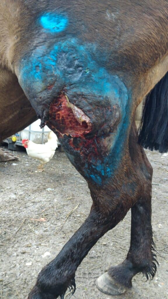 Lupi aggrediscono cavalla gravida: “Non è solo un danno economico, ma un dolore profondo”. La CIA denuncia