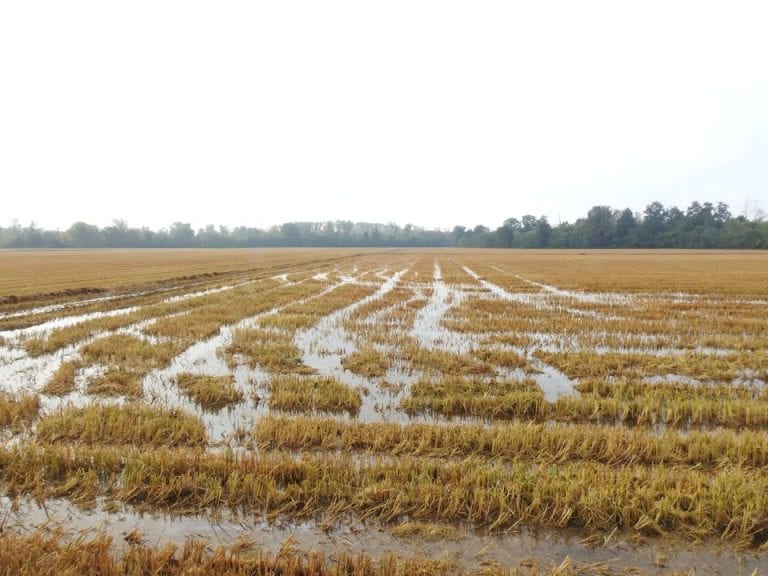 Trecate, maltempo: le richieste potranno esser inoltrate entro il prossimo 12 maggio