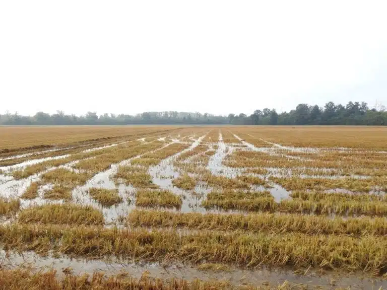 segnalazione_danni_agricoltura