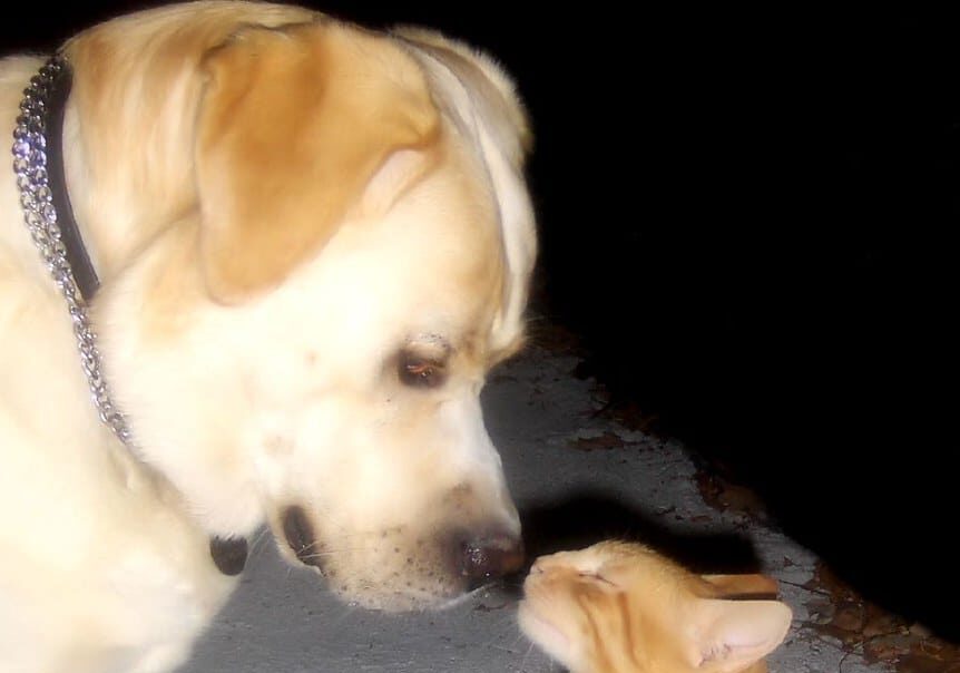 Cani e gatti, raccolta alimentare per chi è in difficoltà