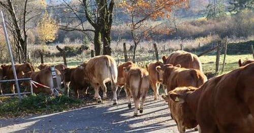 Ispezioni in allevamento nel Pavese, riscontrate irregolarità
