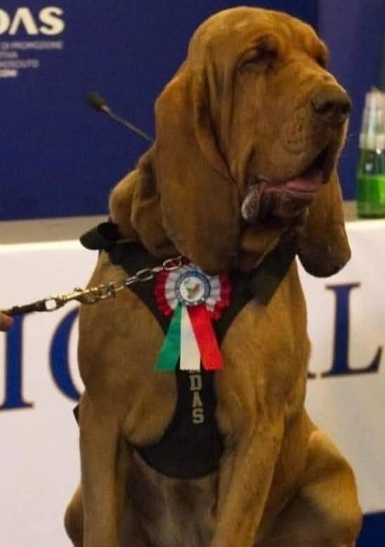 Cosa c’è in quei wurstel coi chiodi che hanno ucciso il cane eroe Bruno