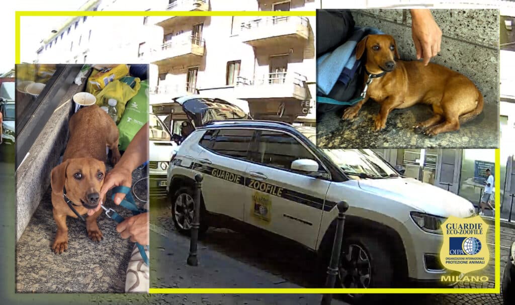 Accattonaggio con gli animali: le Guardie OIPA sequestrano un cane introdotto illegalmente in Italia