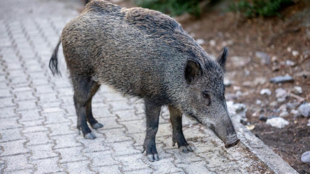 Boffalora: cinghiale scorrazza per il centro del paese e nei giardini si vedono le volpi