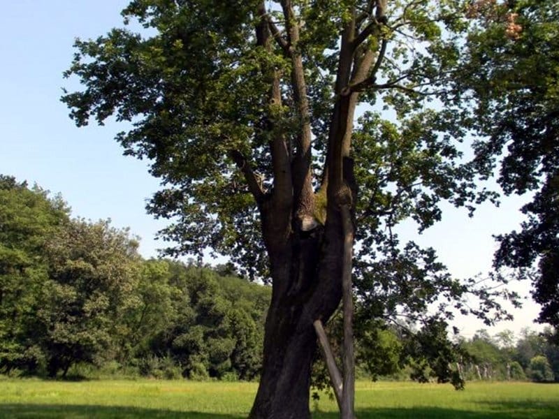 Dairago, nuova vita per il parco di via Toti grazie alle idee dei ragazzi