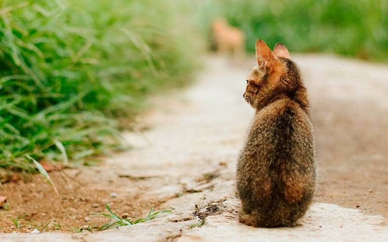 Bau Miao con TN: ‘Perché i gatti si perdono (di più) in estate?’
