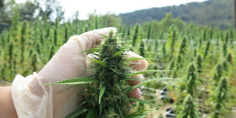 Nuova battaglia dei radicali: appello ai Sindaci milanesi per salvare posti di lavoro e imprese nella cannabis light