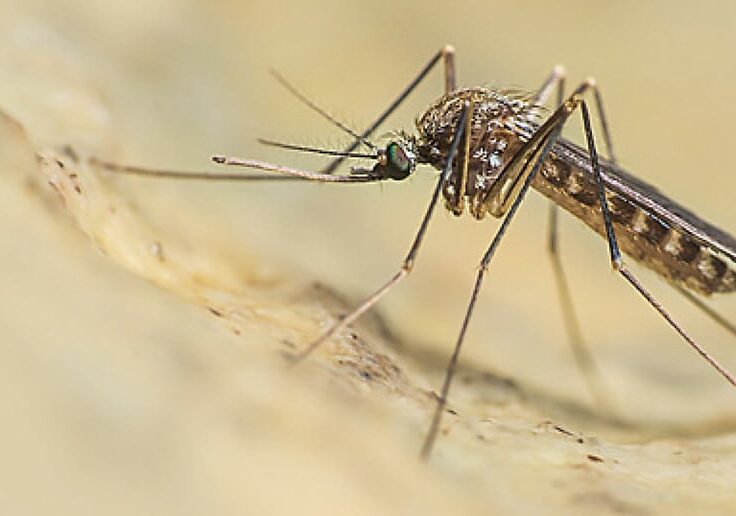 West Nile: quattro nuovi casi in provincia di Novara