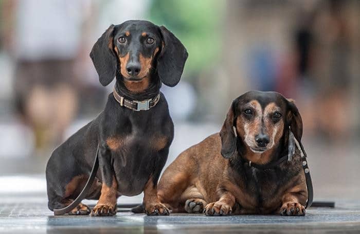 Seregno, si finge dog sitter e minaccia proprietario di cani