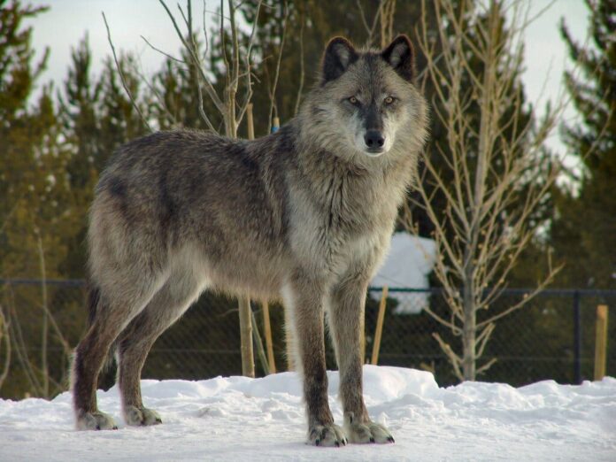 922b8161-542a-4fb2-860a-8e8124772959-aspect-ratio-535-375