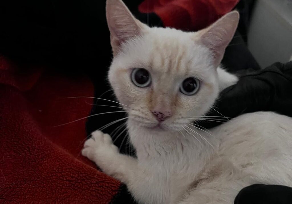 Magenta, lettere a TN. Storia di un gatto