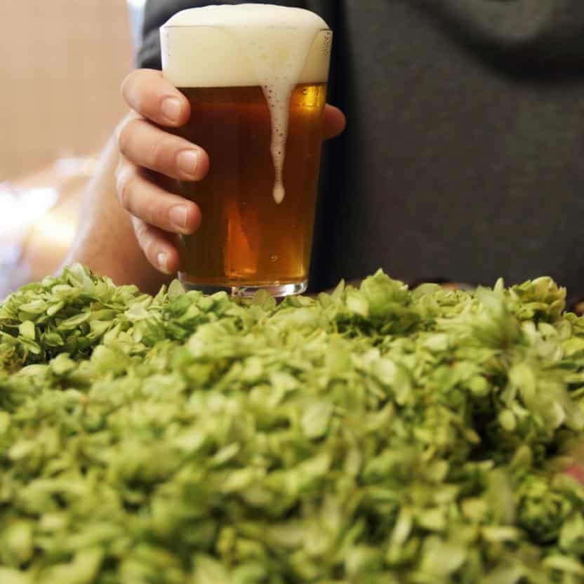 Lombardia in vetta a Harvest Beers 2025: il concorso Unionbirrai celebra il luppolo appena raccolto