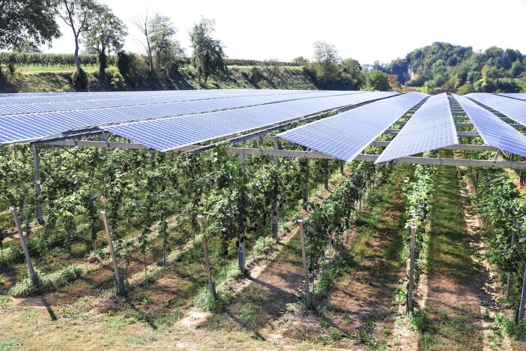 Coldiretti: “No ai pannelli solari al posto delle risaie in Lomellina”