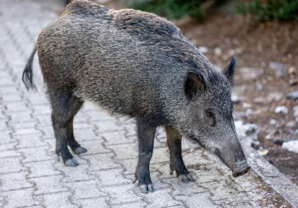 Confienza (Pavia), investe un cinghiale: automobilista ferito dopo lo schianto