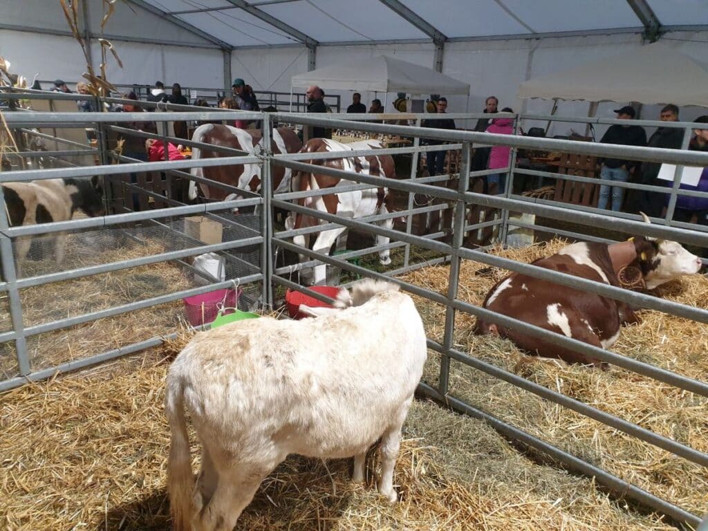 Inveruno, la Fiera di San Martino conquista ancora: folla e tradizione nonostante la pioggia