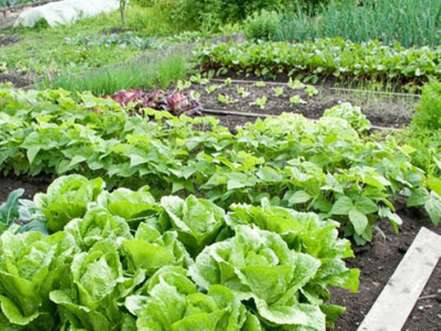 Orti urbani a Nerviano, ma vicino ai campetti da calcio: la Lega interroga il comune