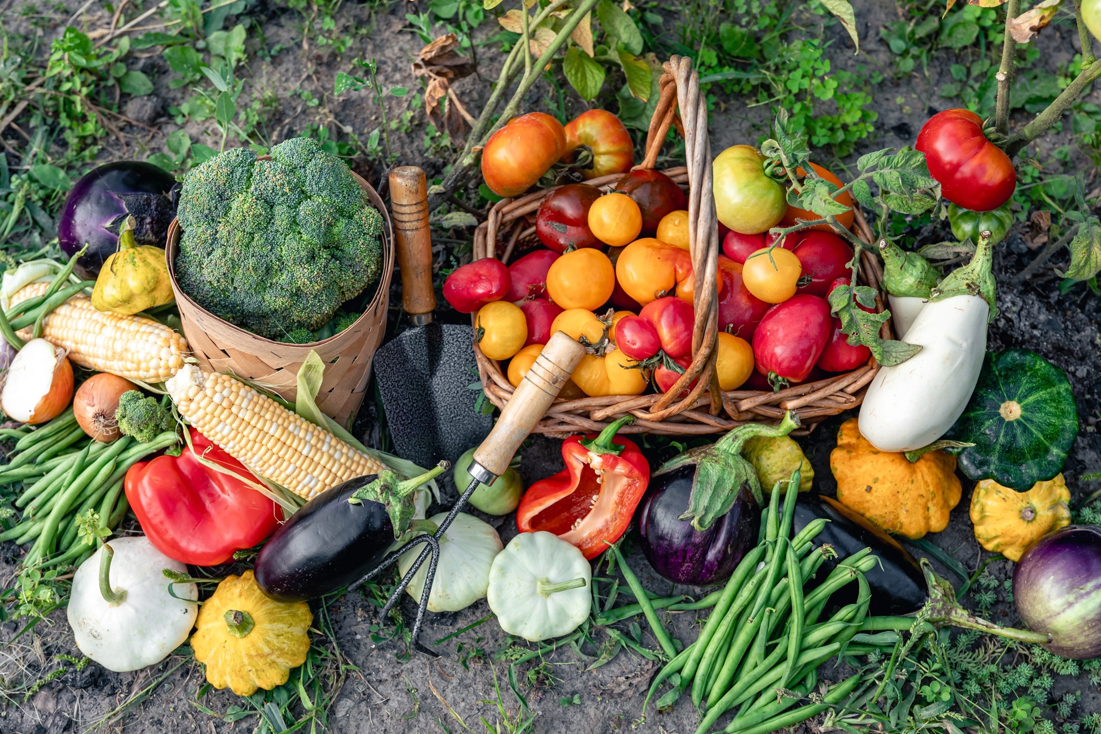 Composition of fresh vegetables on blurred vegetable garden background.