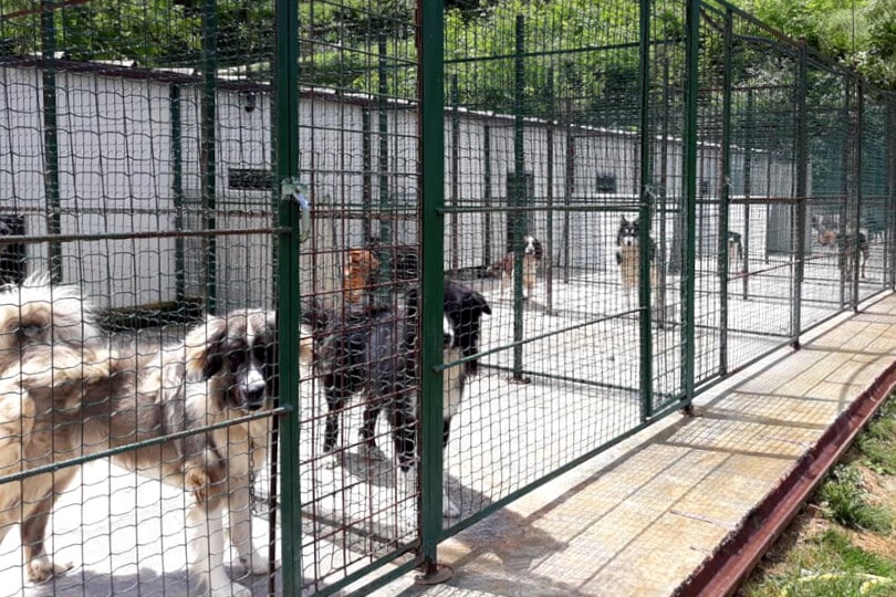 Gli “Happy Pets Days” fanno tappa in Lombardia il 6 e 7 dicembre, per aiutare rifugi, canili e gattili