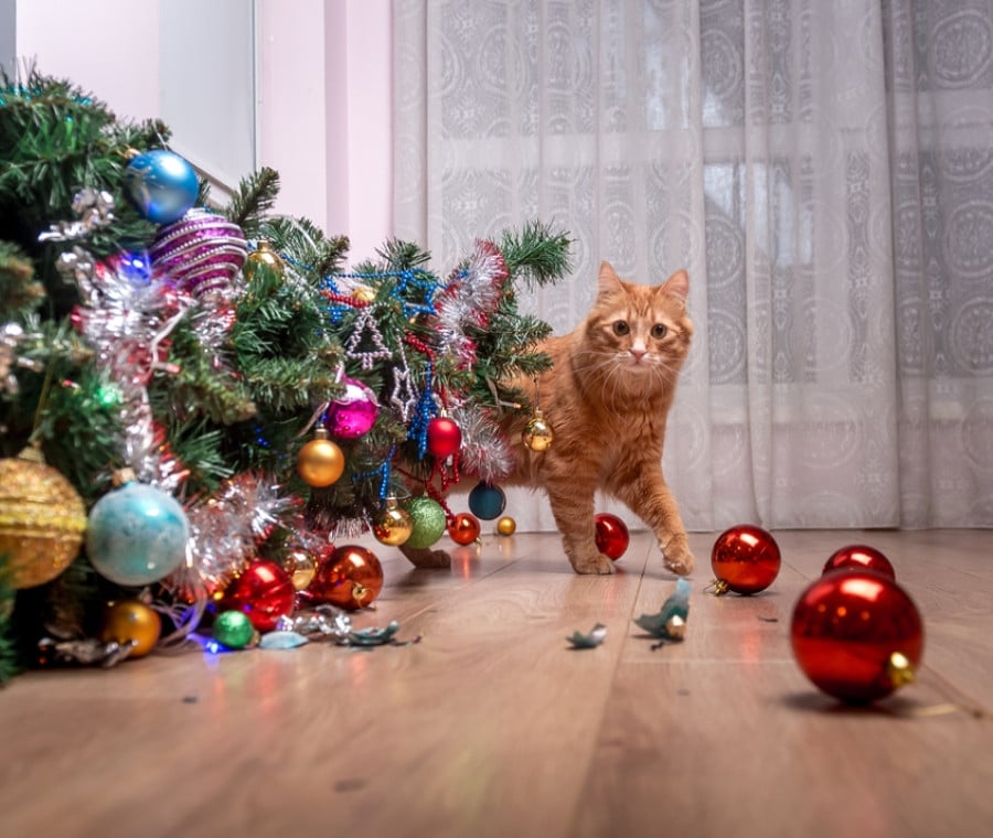 gatti-a-natale_900x760