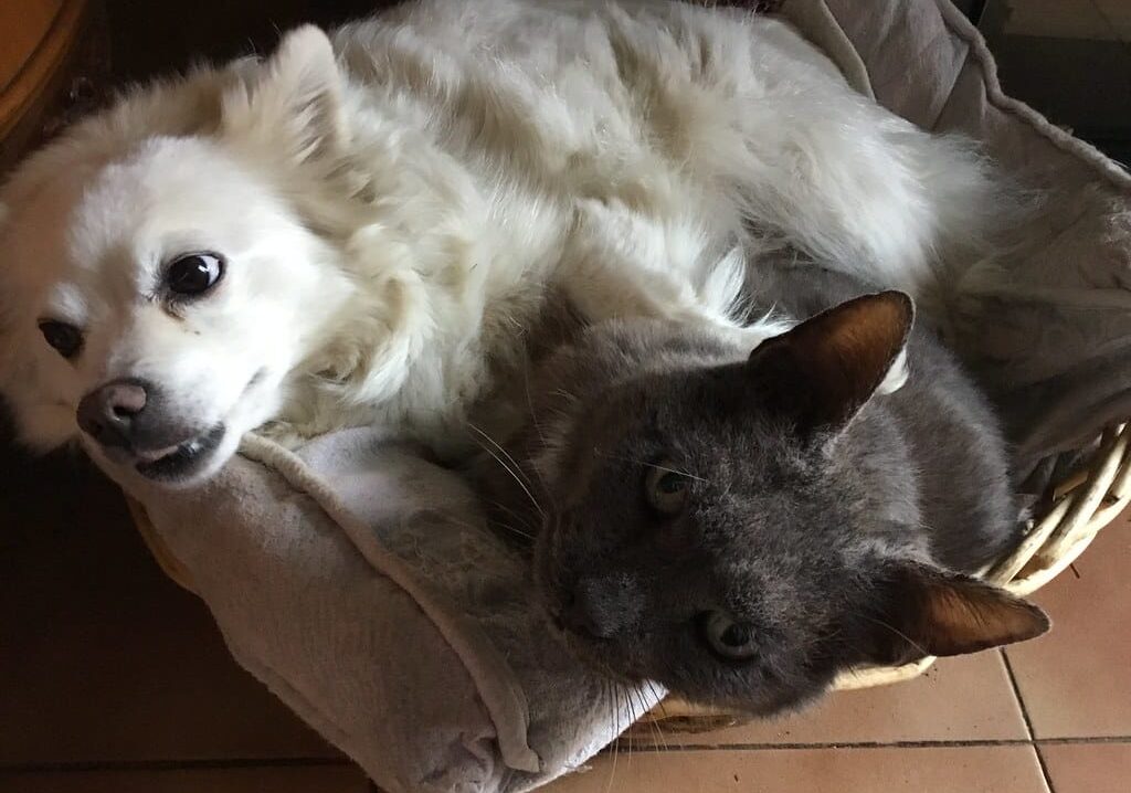 Milano: 40mila neonati.. e 140mila cani