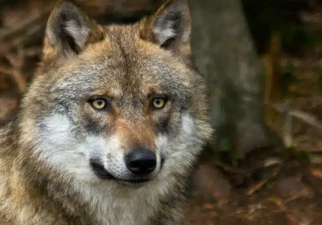 415606ea-9788-4357-af3e-dcb2fb0d0f24-aspect-ratio-535-375