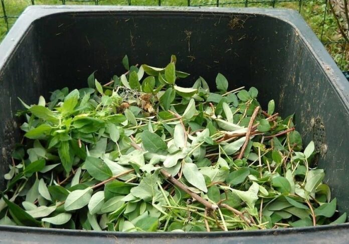 DAIRAGO-aspect-ratio-535-375