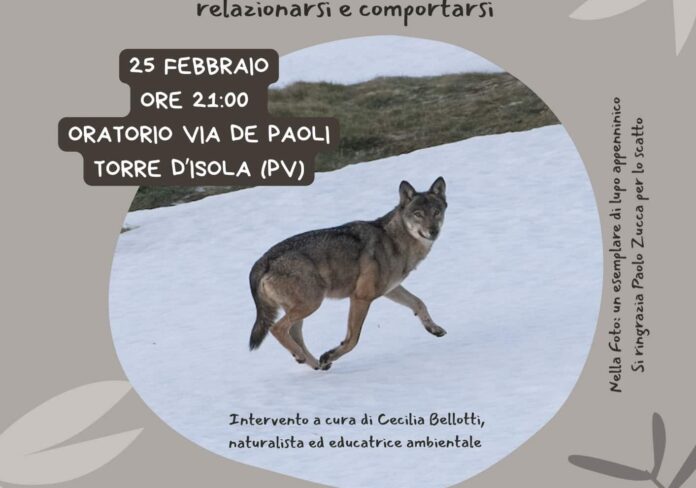 LUPO-aspect-ratio-535-375