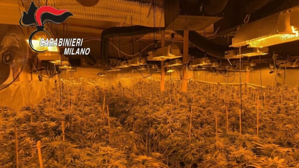 Lodi: 1200 piante di ‘maria’ nel capannone, due albanesi arrestati