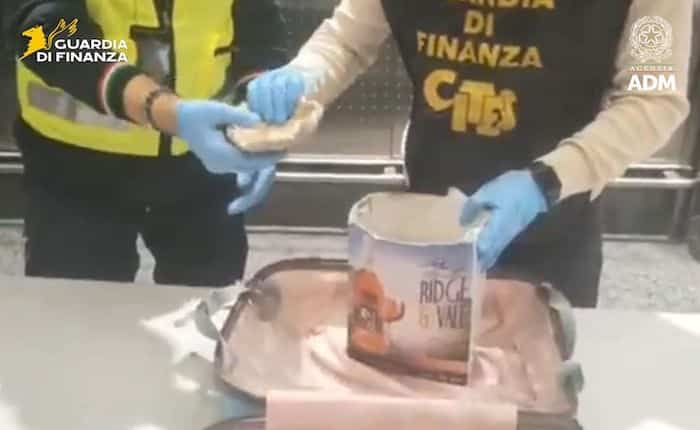 Malpensa, sequestrati 8 coralli a rischio estinzione