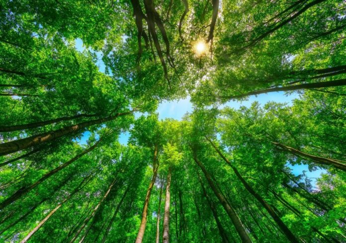 finanziamenti-forestazine-urbana-aspect-ratio-535-375