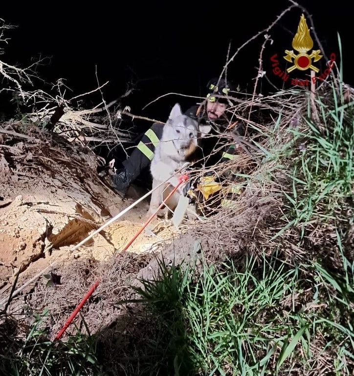 Torre d’Isola: cane scivola e rimane bloccato sulla sponda del Ticino, i Vigili del fuoco lo mettono in salvo