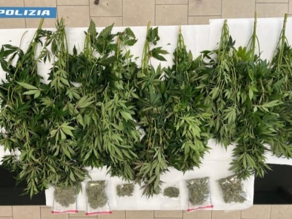 Carabinieri intervengono per un furto nel Pavese, scovano serra di ‘maria’ dal vicino..