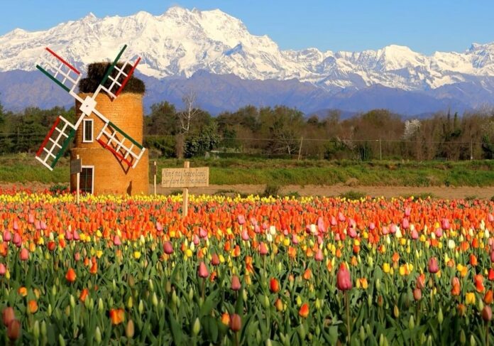 tuli-aspect-ratio-535-375