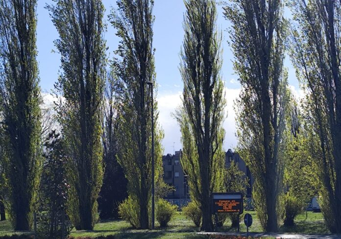 20260407-Zibido-Libellula-doro-aspect-ratio-535-375