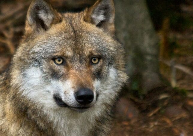 Varese: è il lupo, ma niente panico. Conferma dal Dna sulle pecore sbranate alla Rasa