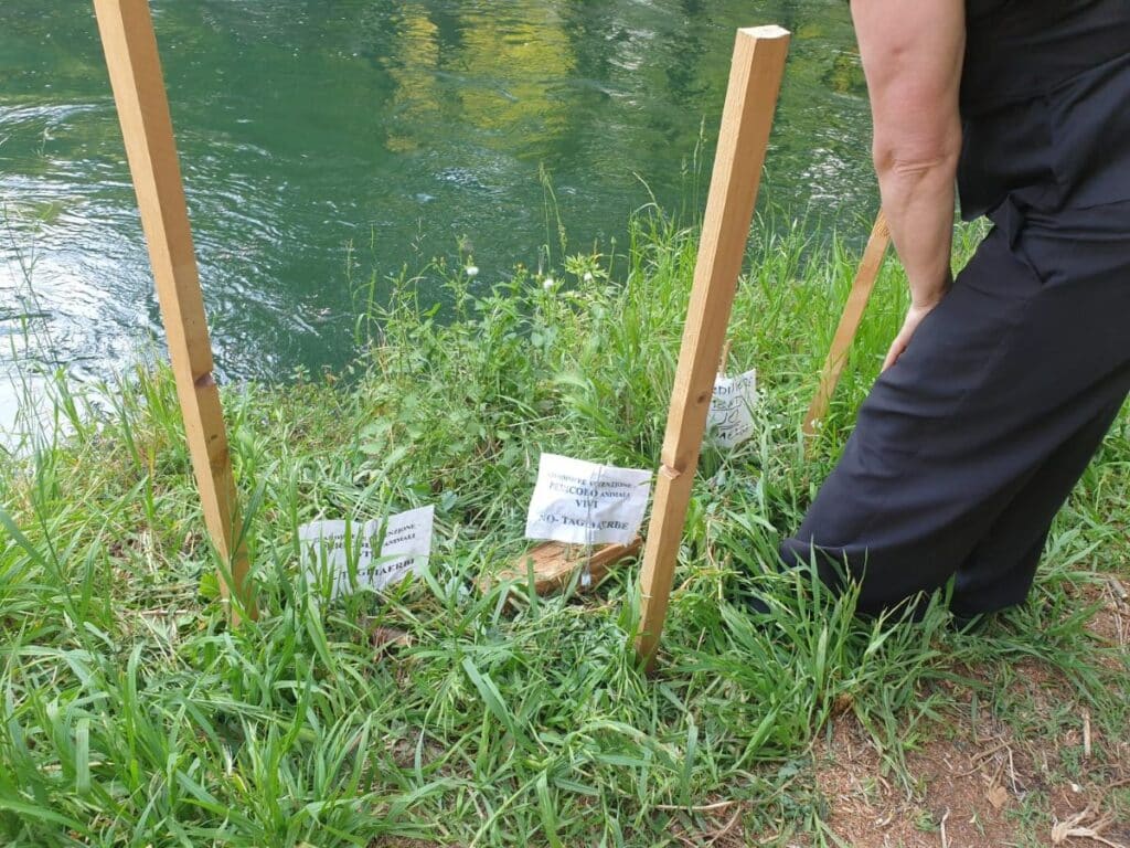 Robecco sul Naviglio, una mamma anatra protegge il suo nido lungo l’alzaia